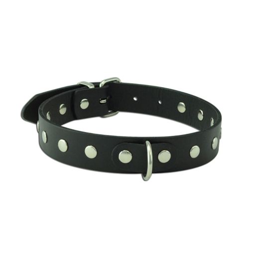 Studded D-Ring Collar Large